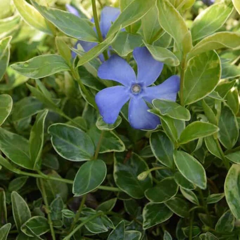 Vinca minor 'Argenteovariegata' (v) ---